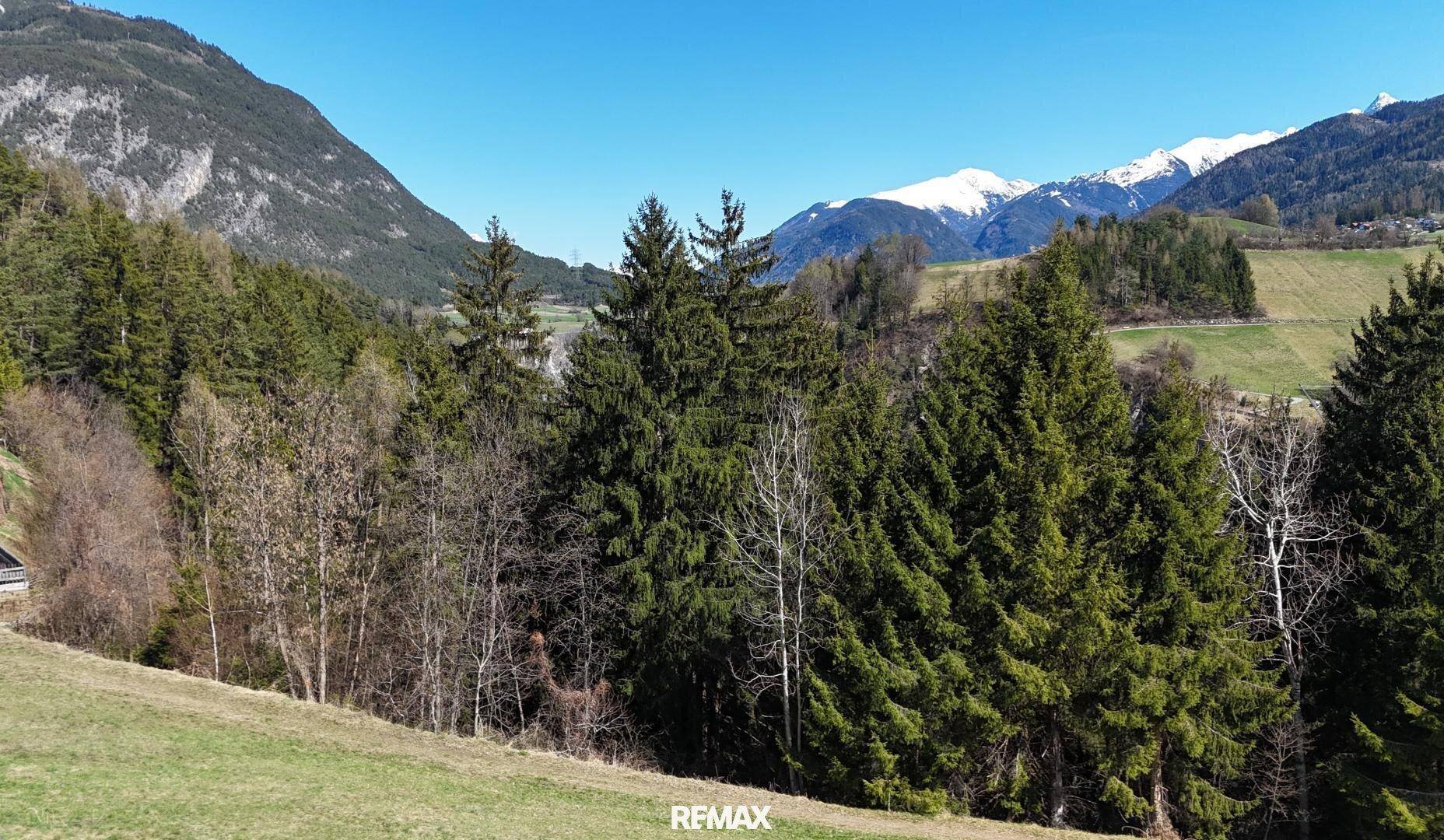 Blick auf einen dichten Waldrand mit hohen Nadelbäumen und einer malerischen Bergkulisse im Hintergrund.