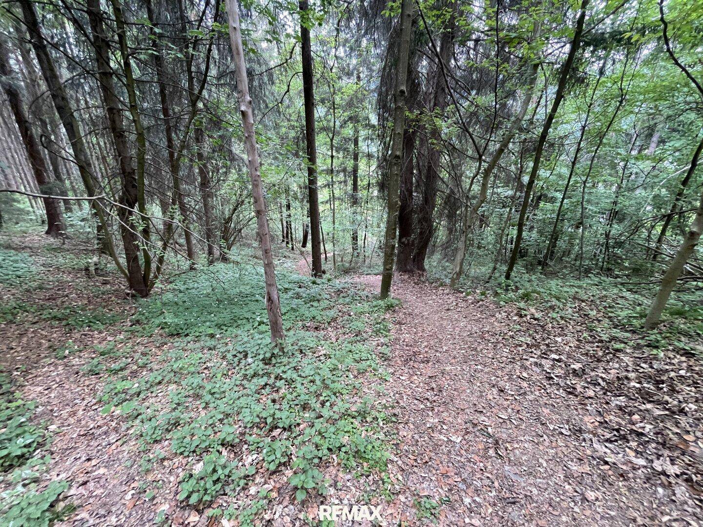 Ein Waldweg schlängelt sich durch dichte Vegetation und hohe Bäume in der Natur.