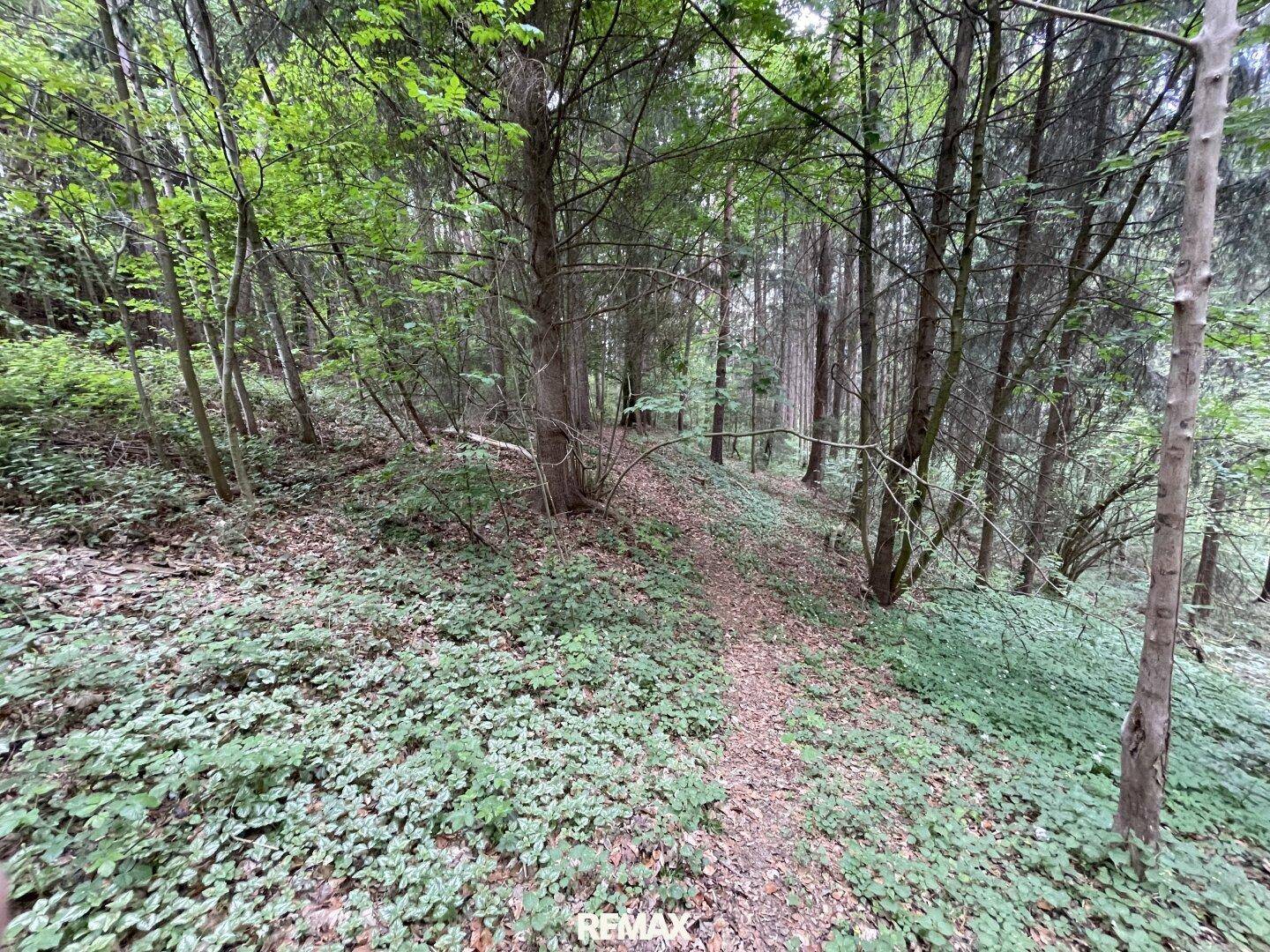 Ein schmaler Pfad schlängelt sich durch einen dichten, grünen Wald mit üppiger Vegetation.
