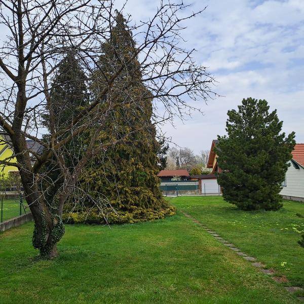 Weitläufiger grüner Garten mit hohen Nadelbäumen und einem gepflasterten Weg.