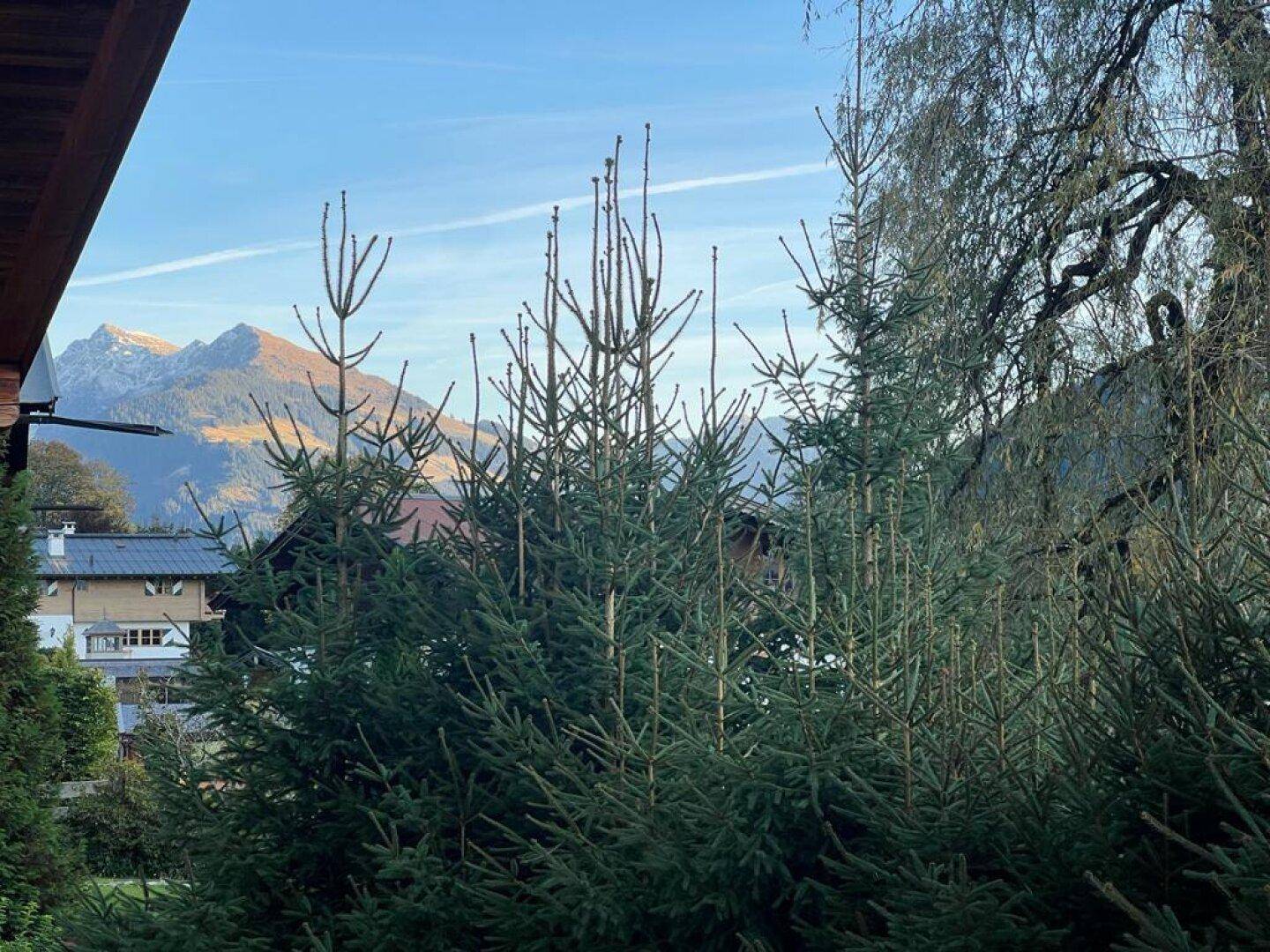 Blick auf dichte grüne Nadelbäume mit majestätischen Bergen im Hintergrund unter klarem Himmel.
