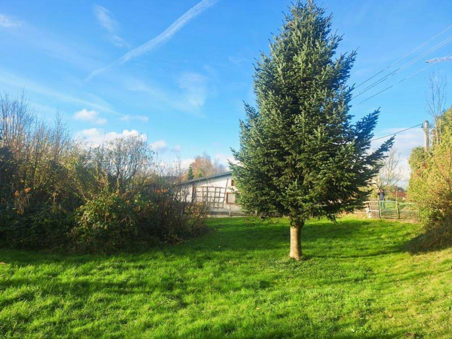 Ein großer Nadelbaum steht auf einer weitläufigen grünen Wiese mit einem Gebäude im Hintergrund.