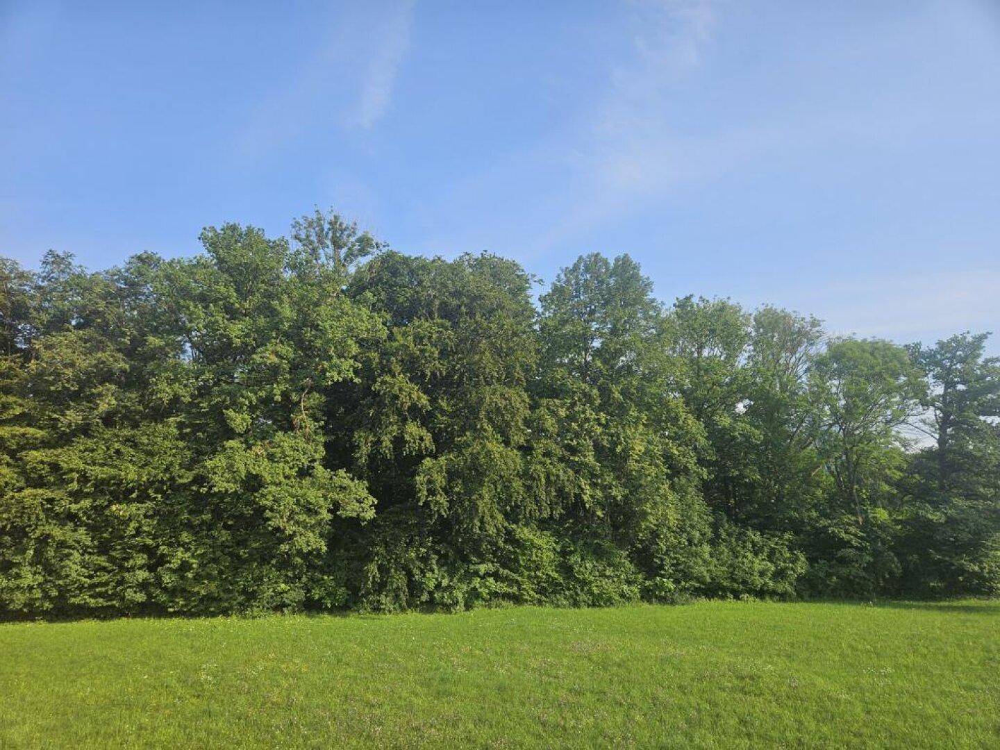 Dichte Reihe grüner Bäume mit einer weiten Grasfläche im Vordergrund unter klarem blauem Himmel.
