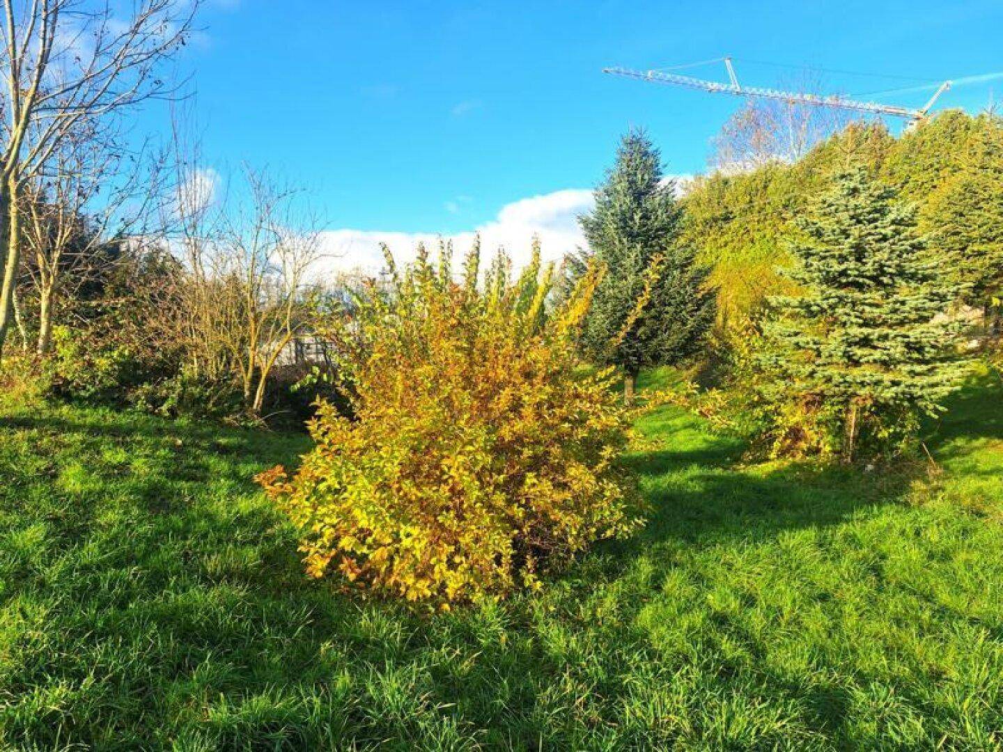 Sonniger Gartenbereich mit einem farbenfrohen Strauch und grüner Rasenfläche.