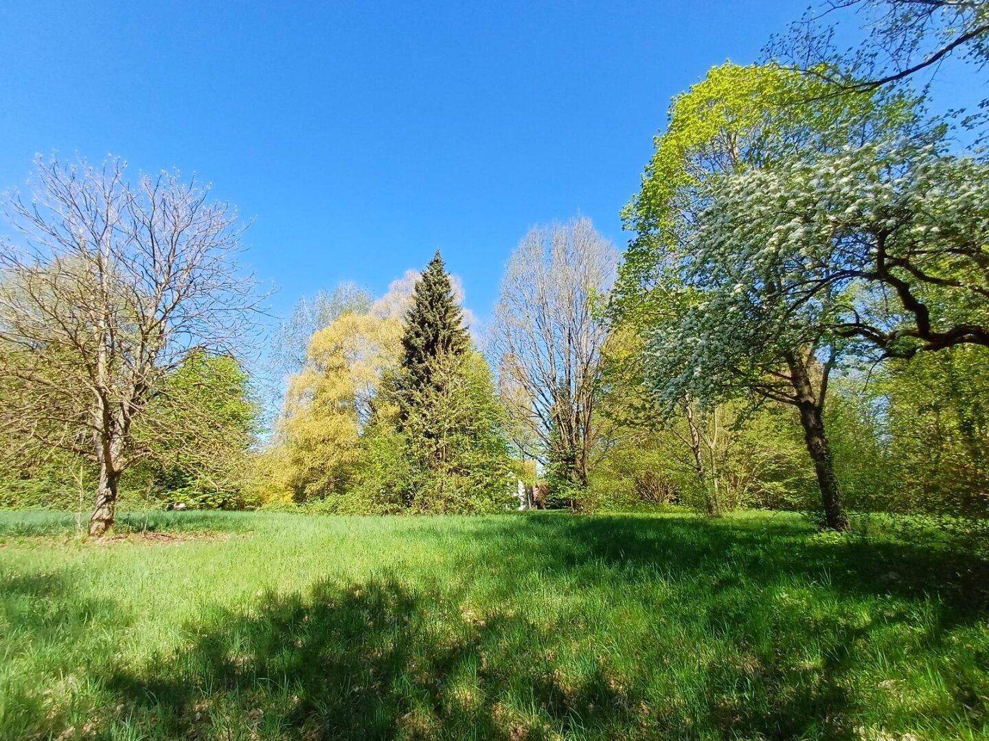 Sonnige Wiese mit verschiedenen Bäumen und blühenden Sträuchern unter klarem, blauem Himmel.
