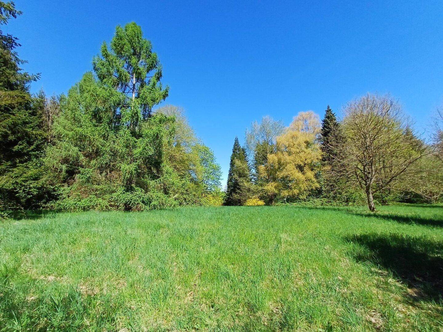 Weitläufige grüne Wiese mit hohen Nadelbäumen und Laubbäumen unter einem wolkenlosen blauen Himmel.