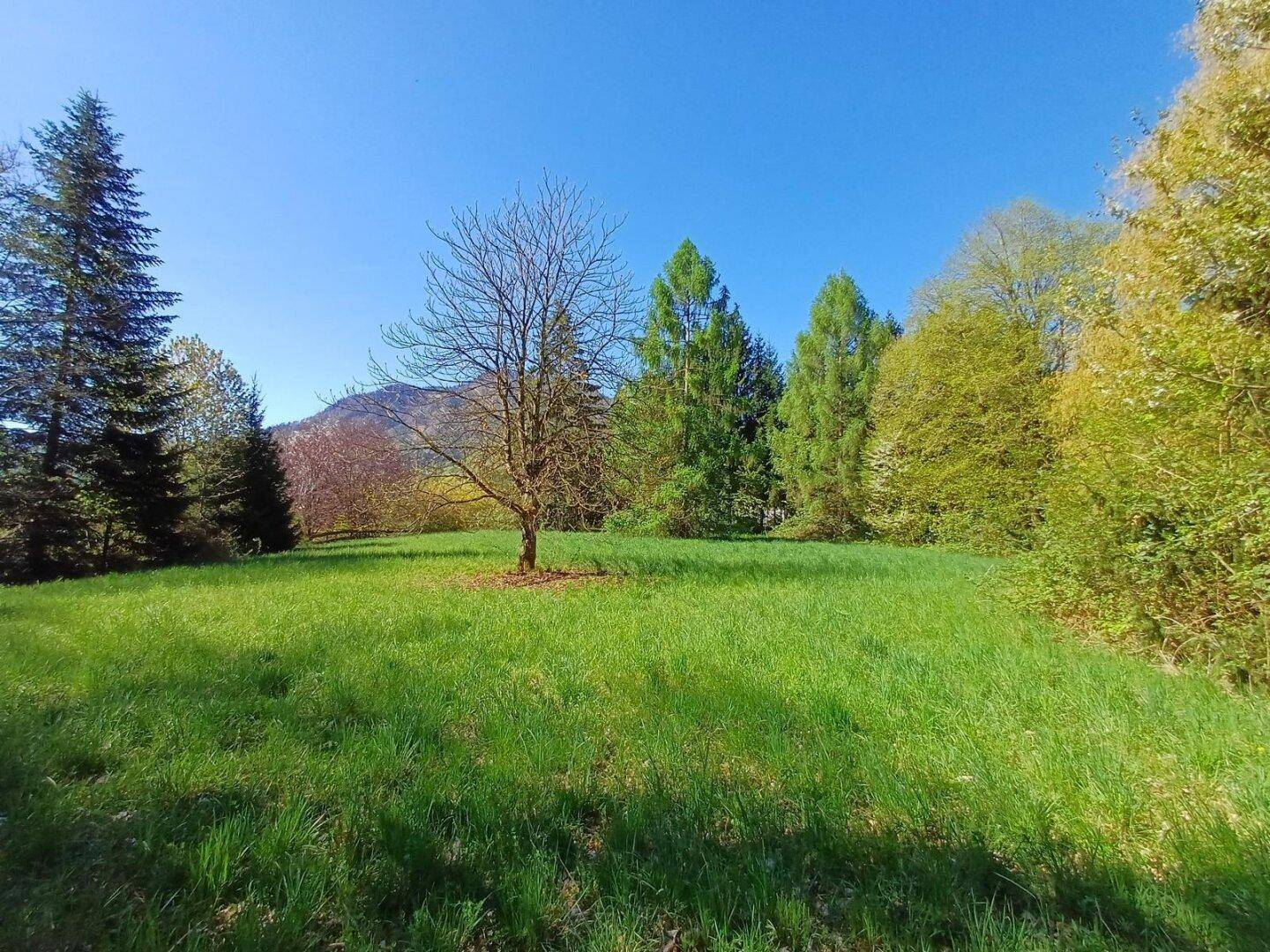 Sonnige Wiese mit einem einzelnen Baum und umgebenden Wäldern unter einem klaren blauen Himmel.