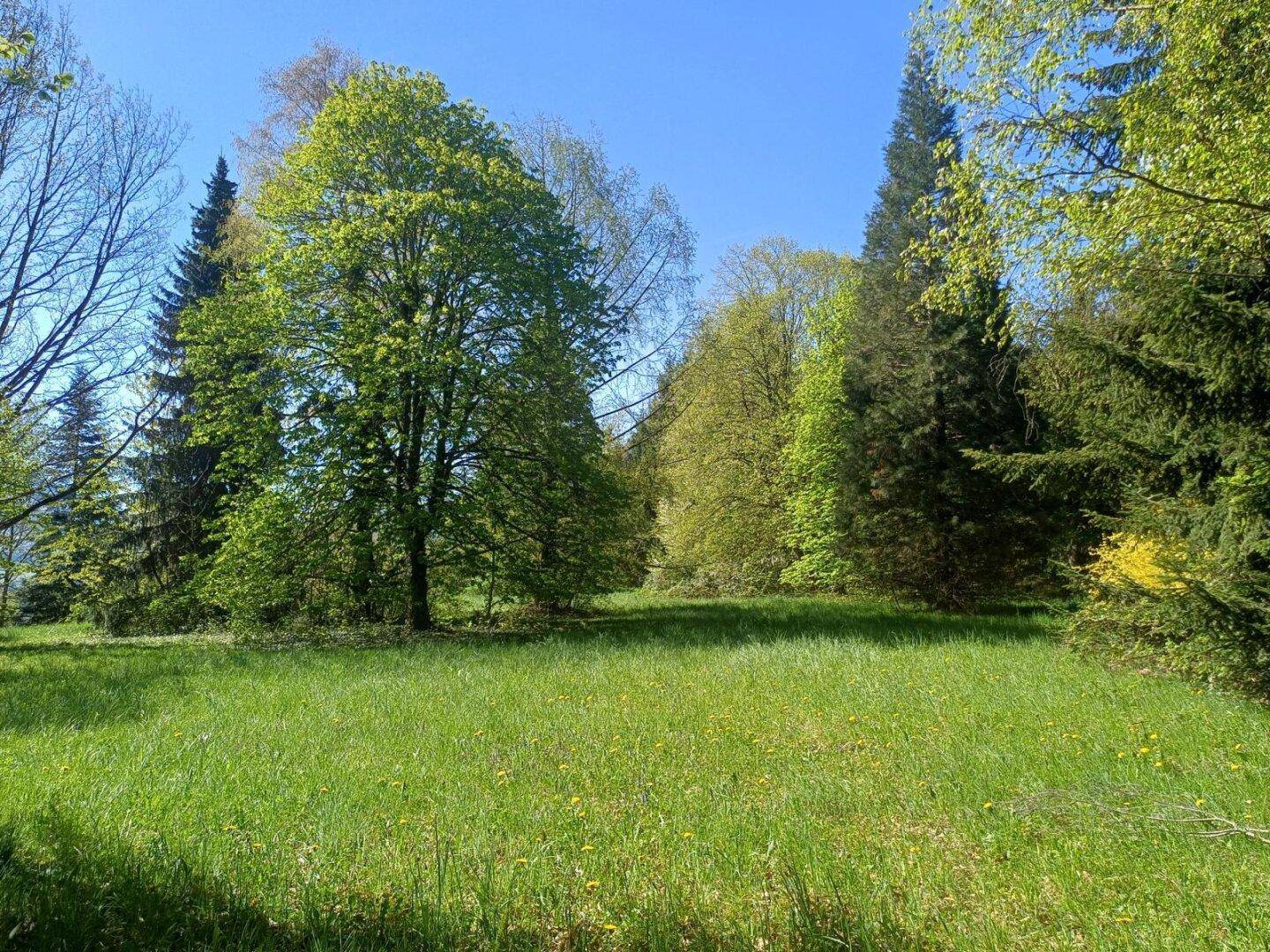 Helle Wiese mit üppigem Grün und verschiedenen Laubbäumen unter einem strahlend blauen Himmel.