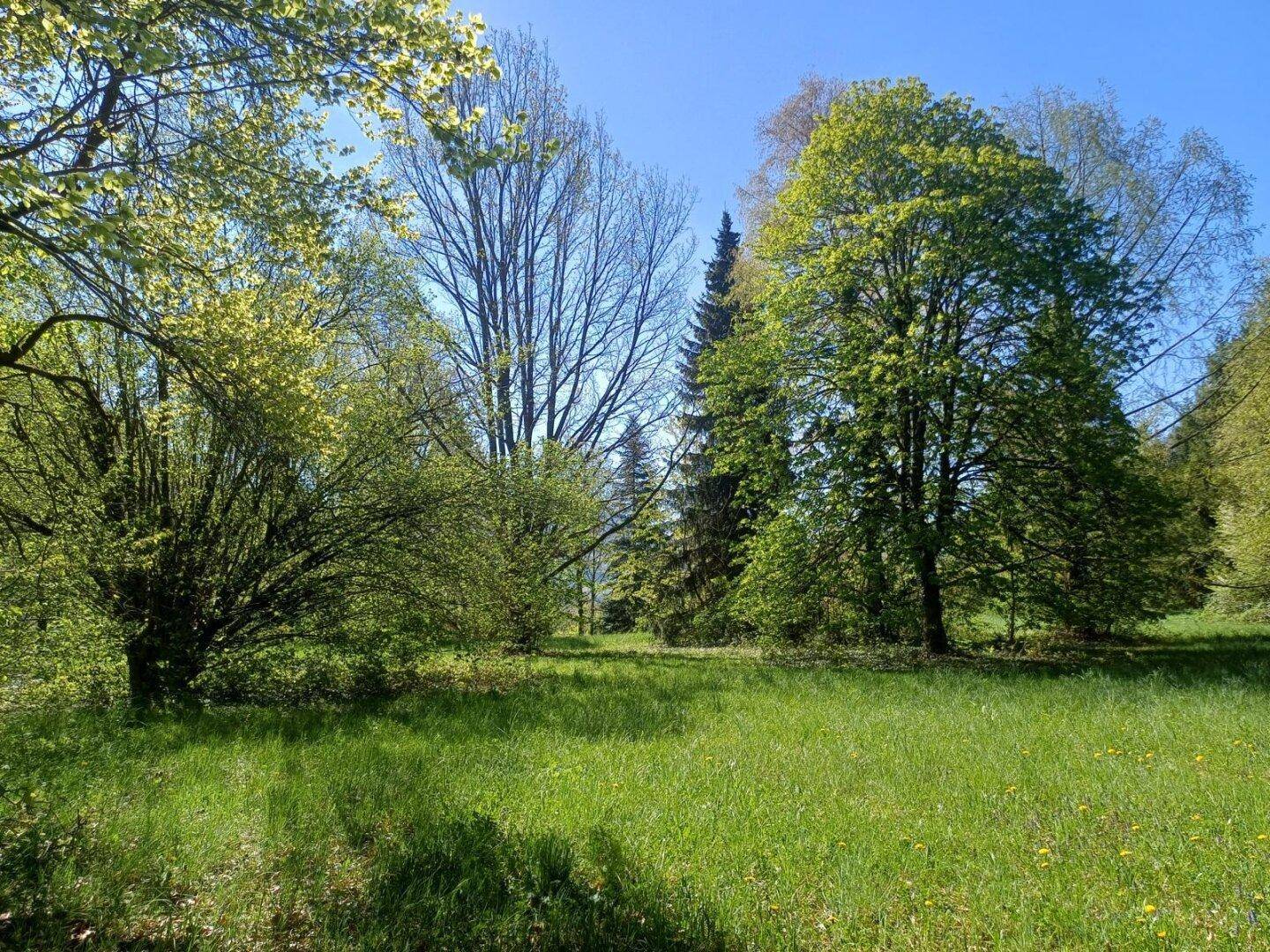 Grüne Wiesenlandschaft mit einer Vielfalt an Bäumen und Sträuchern, die eine natürliche Umgebung bieten.