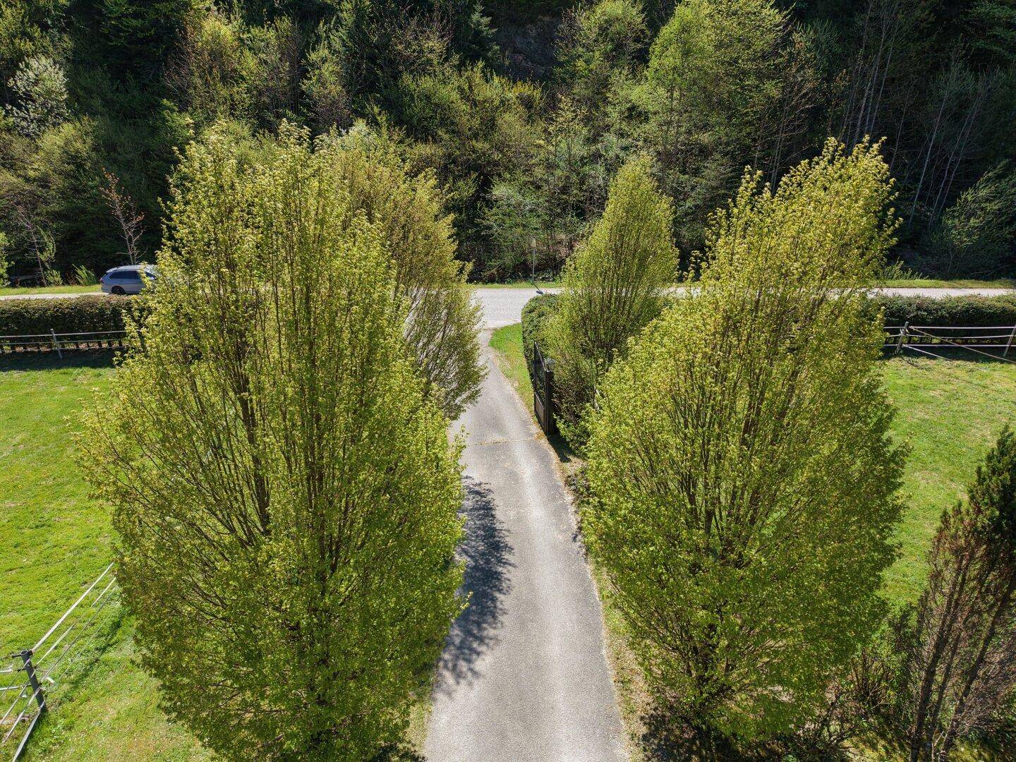 Luftaufnahme der von Bäumen gesäumten Zufahrt, die zum Anwesen führt.