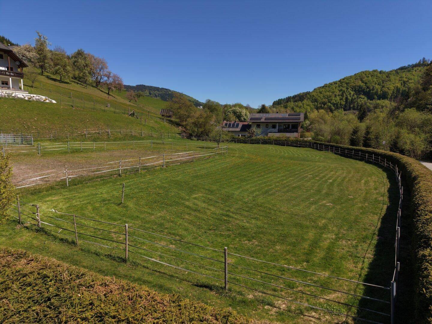 Weitläufige grüne Weideflächen und der angrenzende Wald unter blauem Himmel.