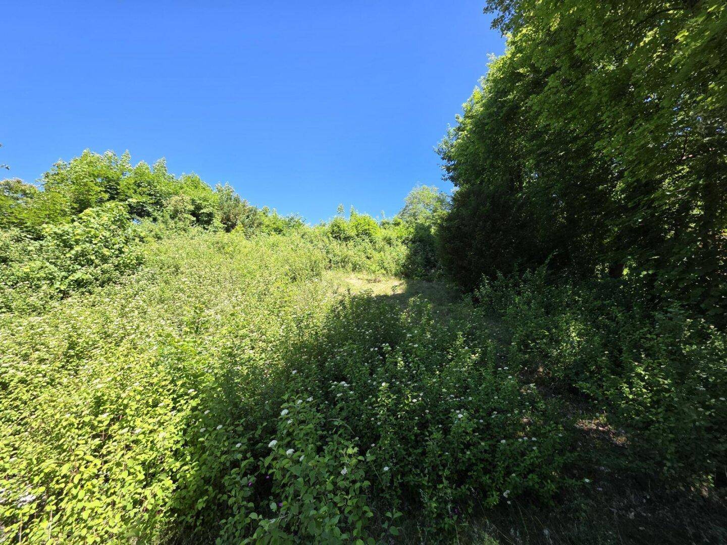 Naturbelassener, grüner Hang mit üppiger Vegetation unter strahlend blauem Himmel.