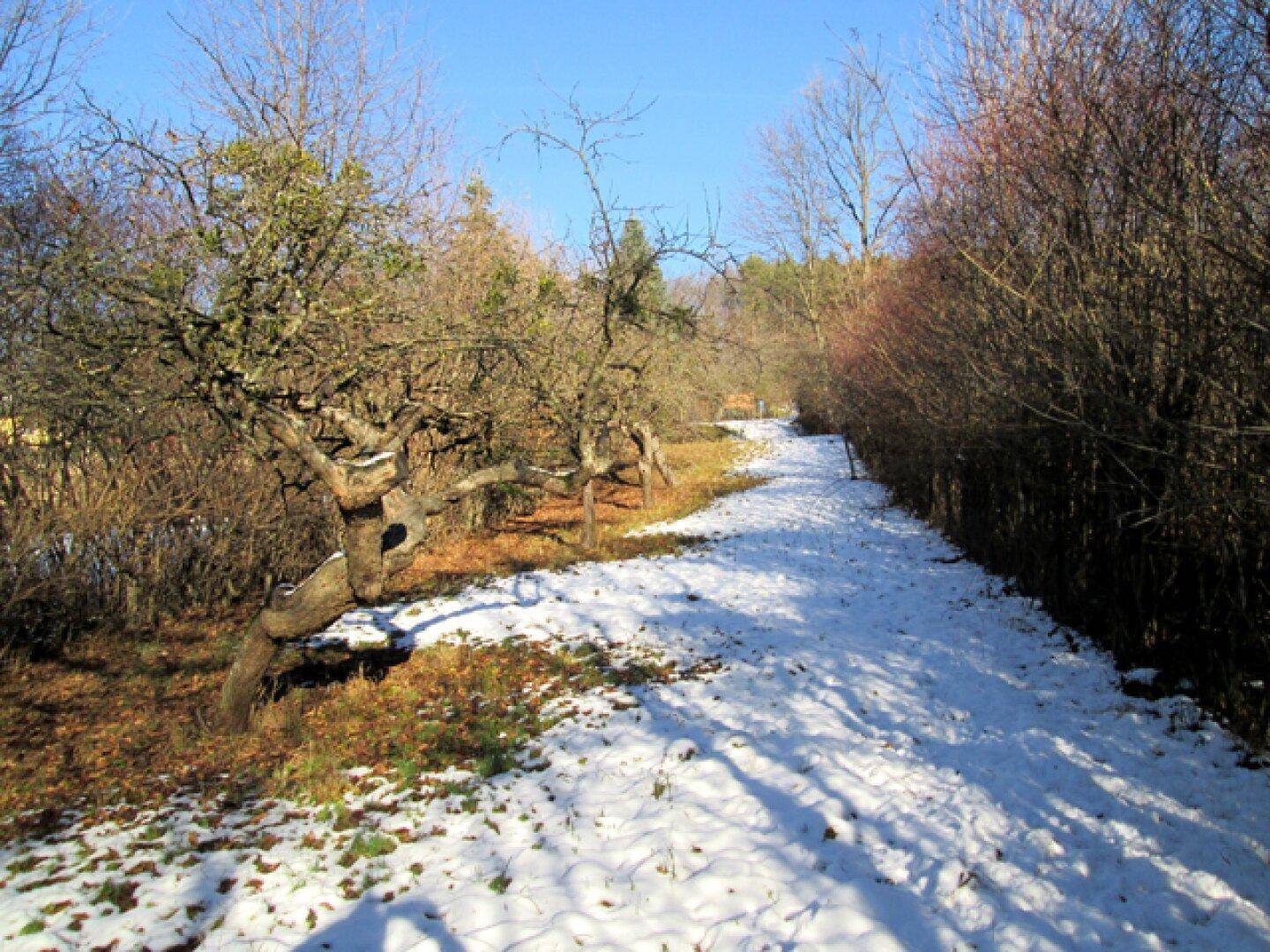 Schneebedeckter Weg mit alten Obstbäumen und Büschen entlang des Weges.