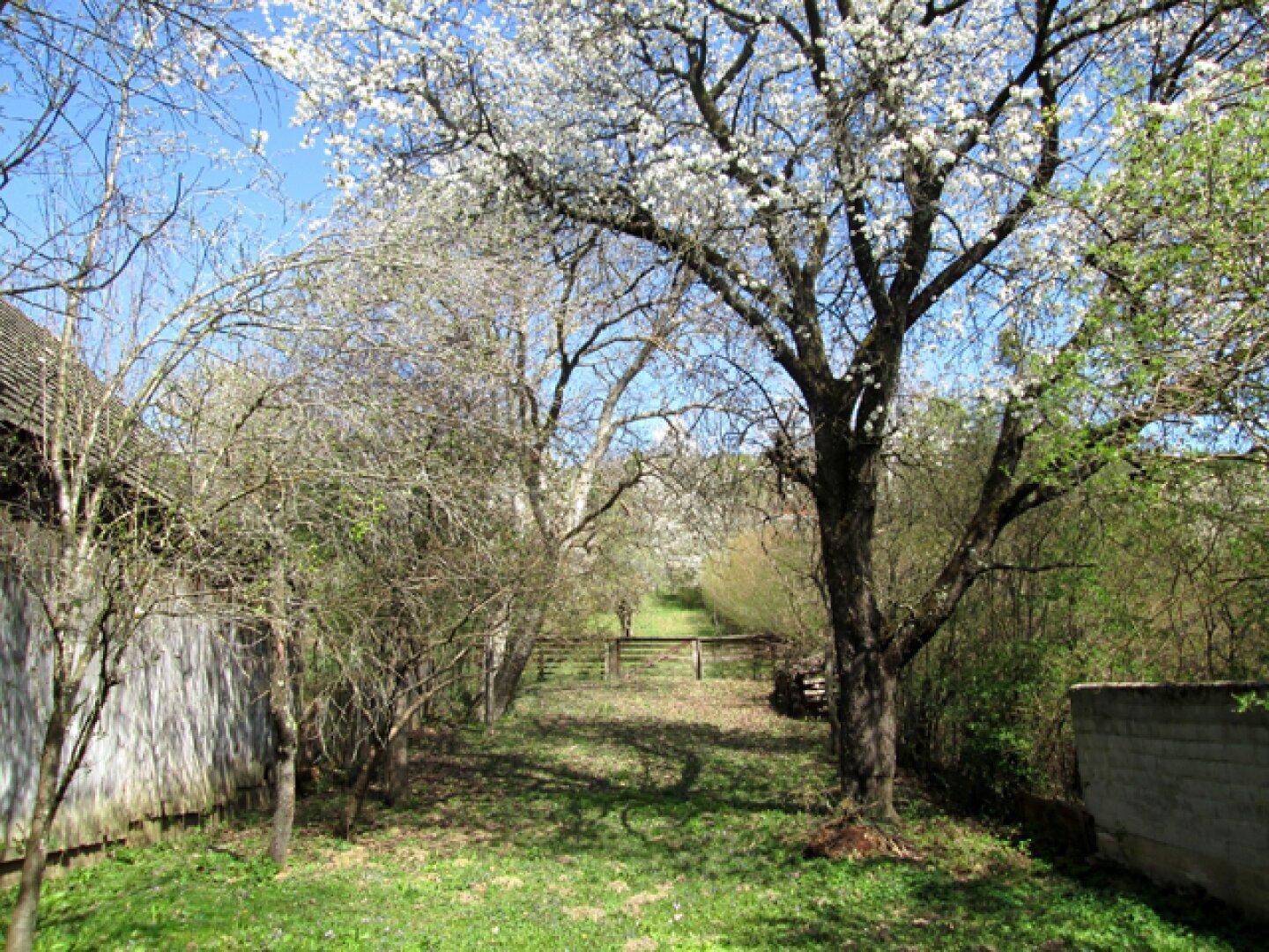 Idyllischer Gartenweg mit blühenden Bäumen und Holzzaun unter blauem Himmel.