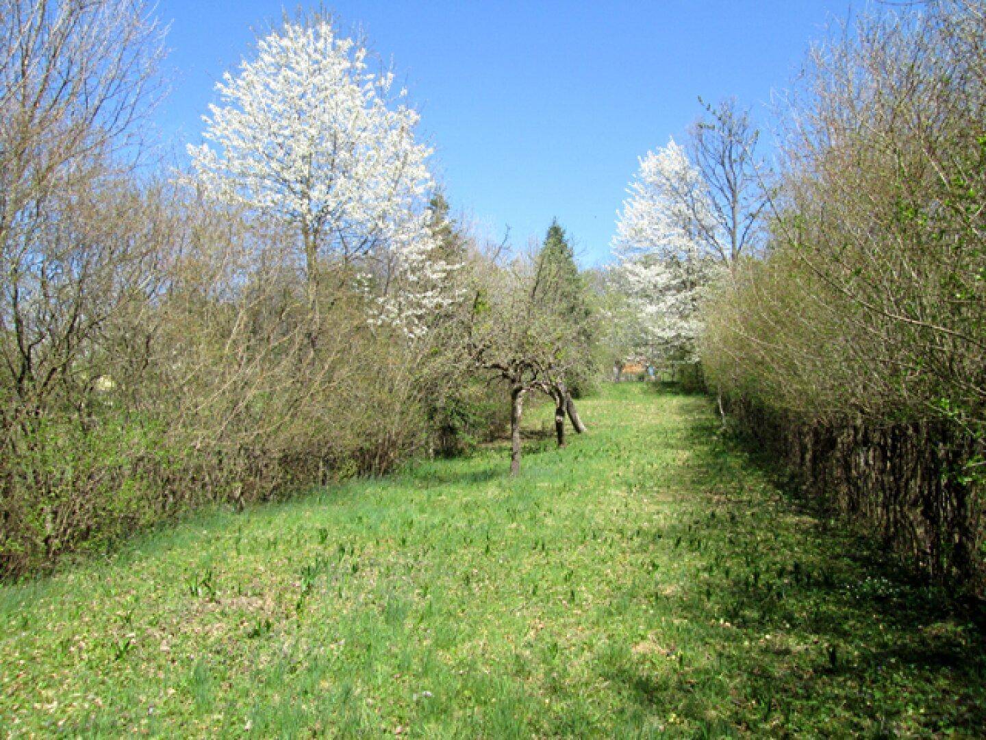 Langer, grüner Gartenweg umgeben von Bäumen und Sträuchern in einer ländlichen Umgebung.