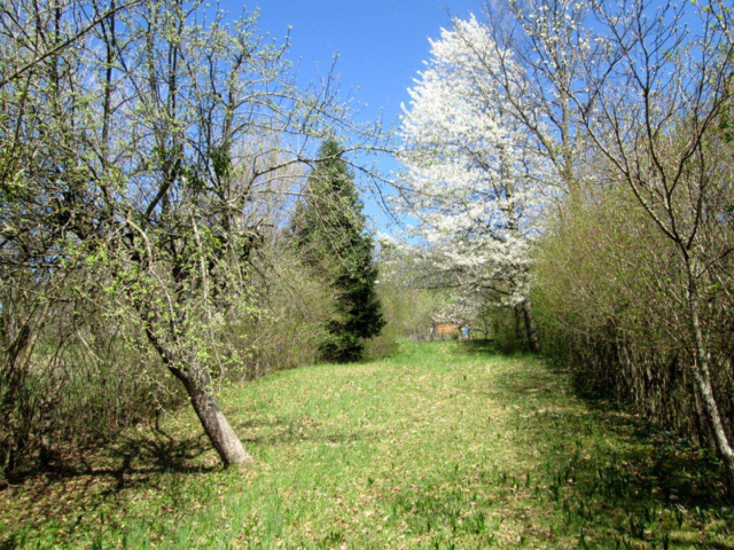 Natürlicher Gartenweg mit üppigem Grün und blühenden Bäumen unter strahlend blauem Himmel.