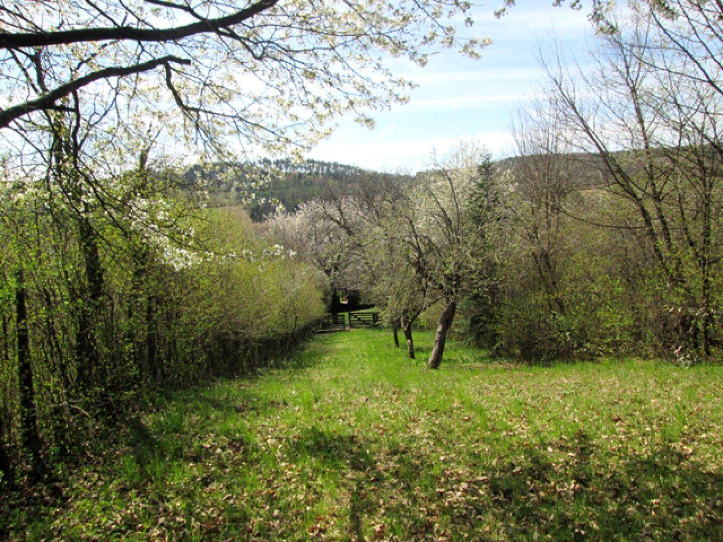 Grüner Gartenweg mit blühenden Bäumen und Sträuchern, der zu einer ländlichen Hügellandschaft führt.
