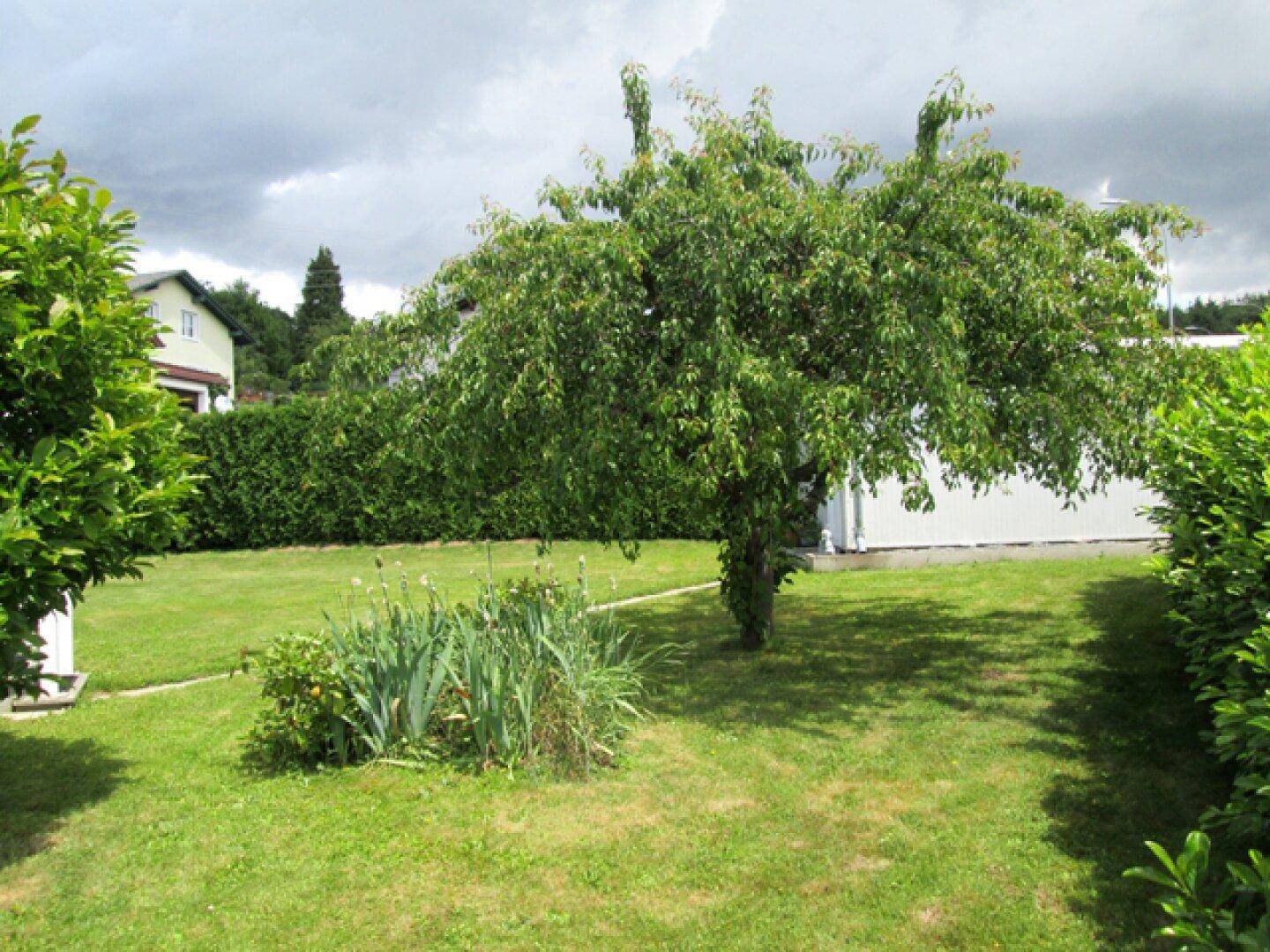 Gepflegter Garten mit Rasenfläche, einem großen Baum und einer dichten Hecke im Hintergrund.