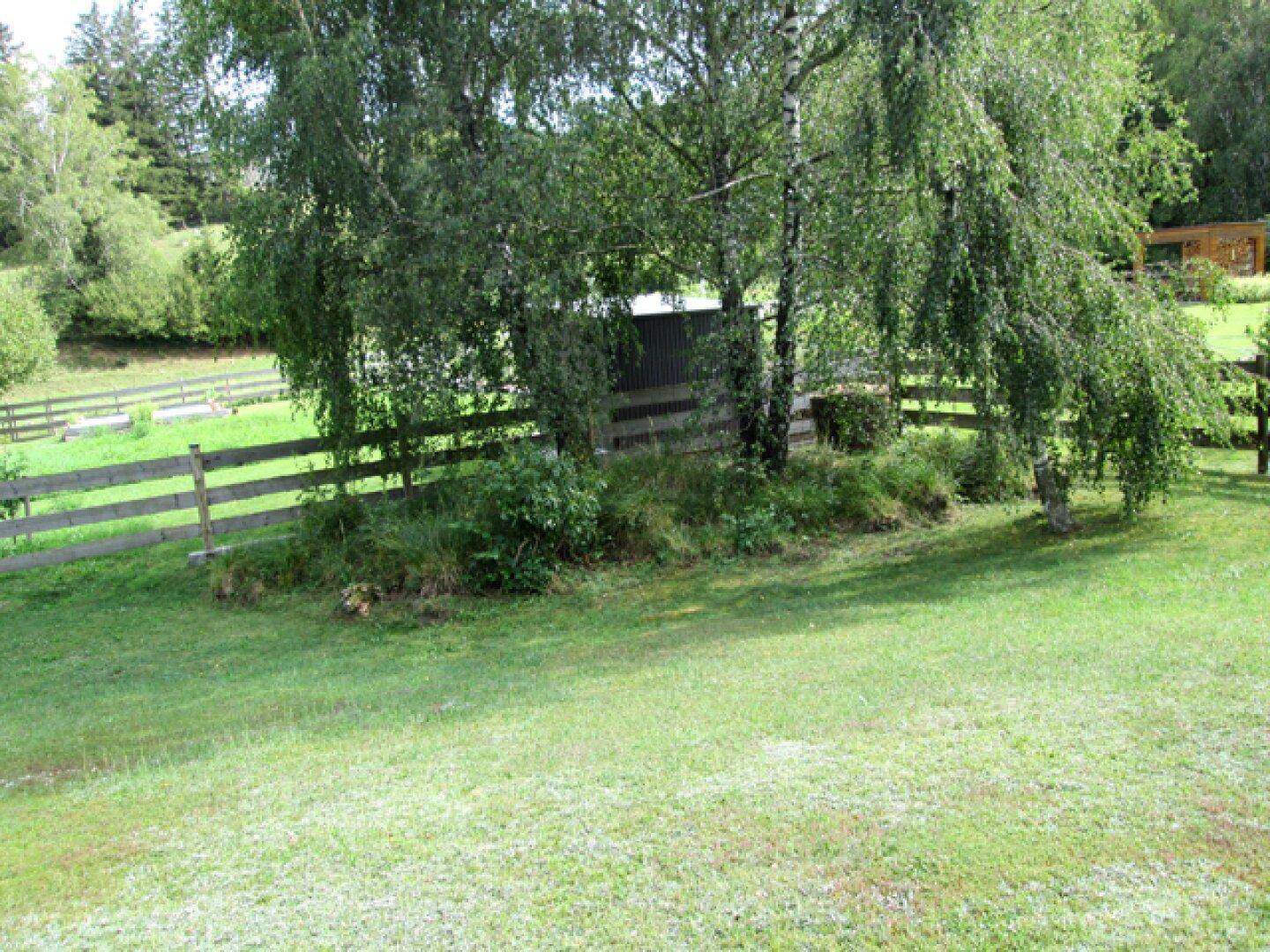 Grüner Gartenbereich mit Birkenbäumen und einem rustikalen Holzzaun im Hintergrund.