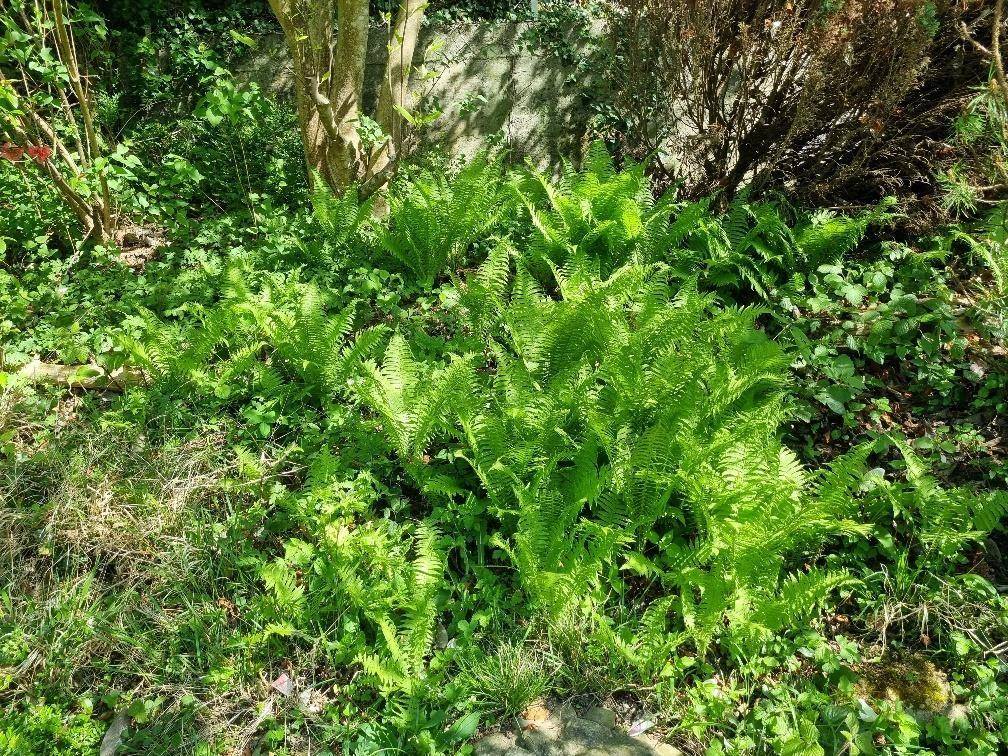 Nahaufnahme von üppigen Farnen und anderen grünen Pflanzen, die den Gartenboden bedecken.