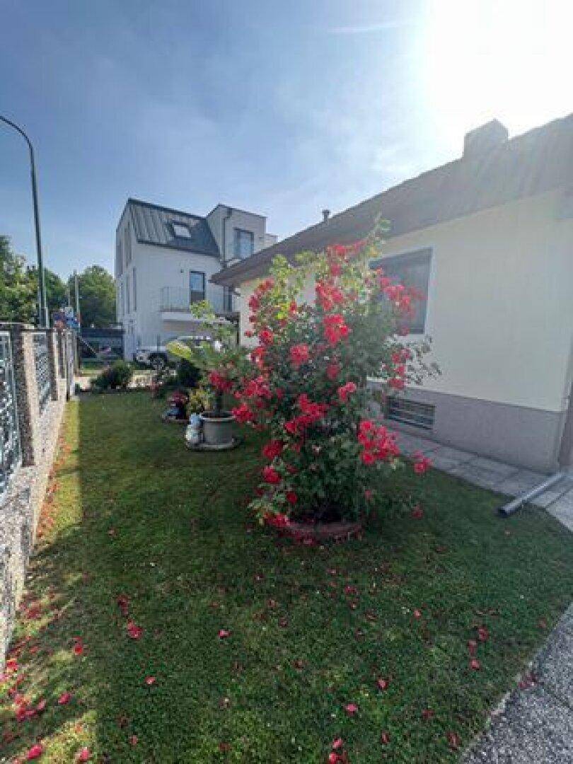 Grüner Vorgarten mit blühenden roten Rosenbüschen und Rasenfläche vor dem Haus.