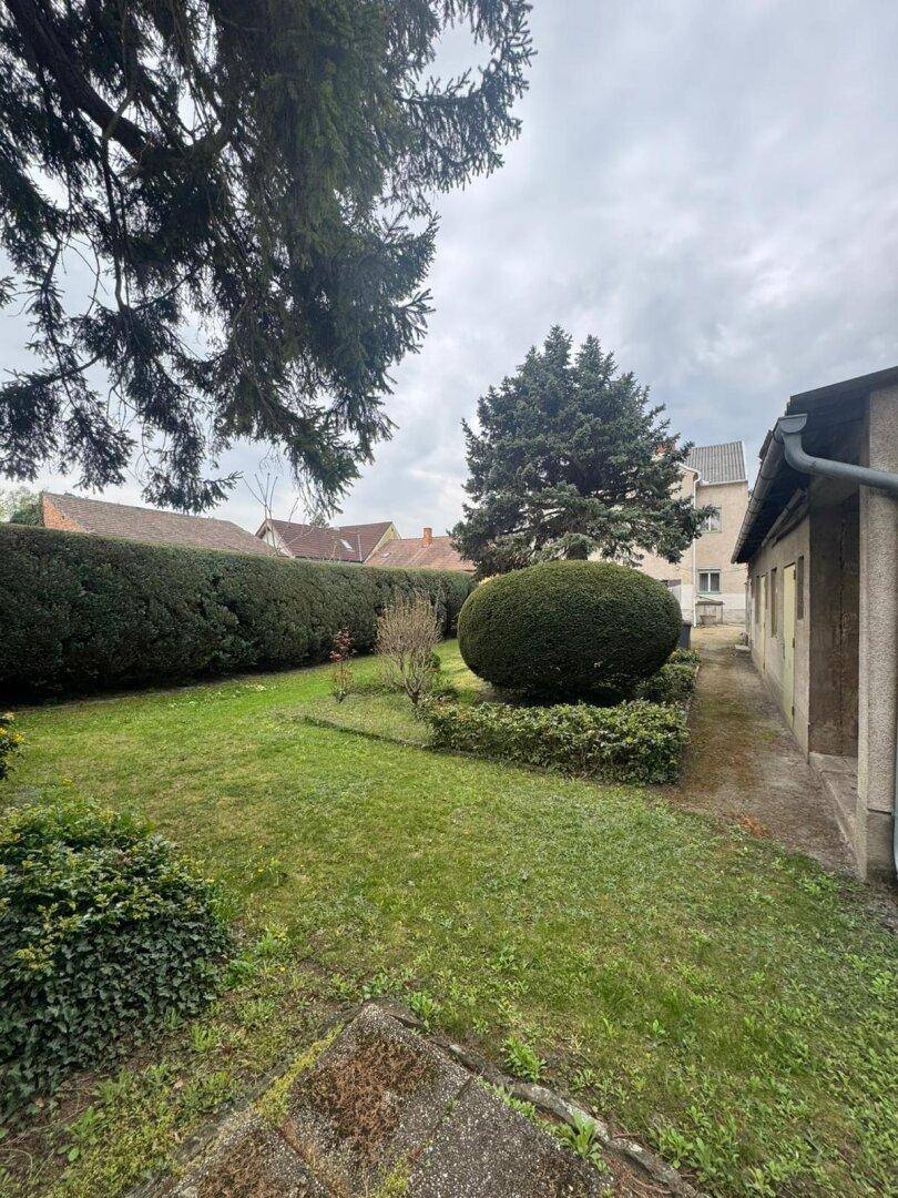 Gepflegter Gartenbereich mit Rasenfläche, hohen Hecken und einem großen Nadelbaum.