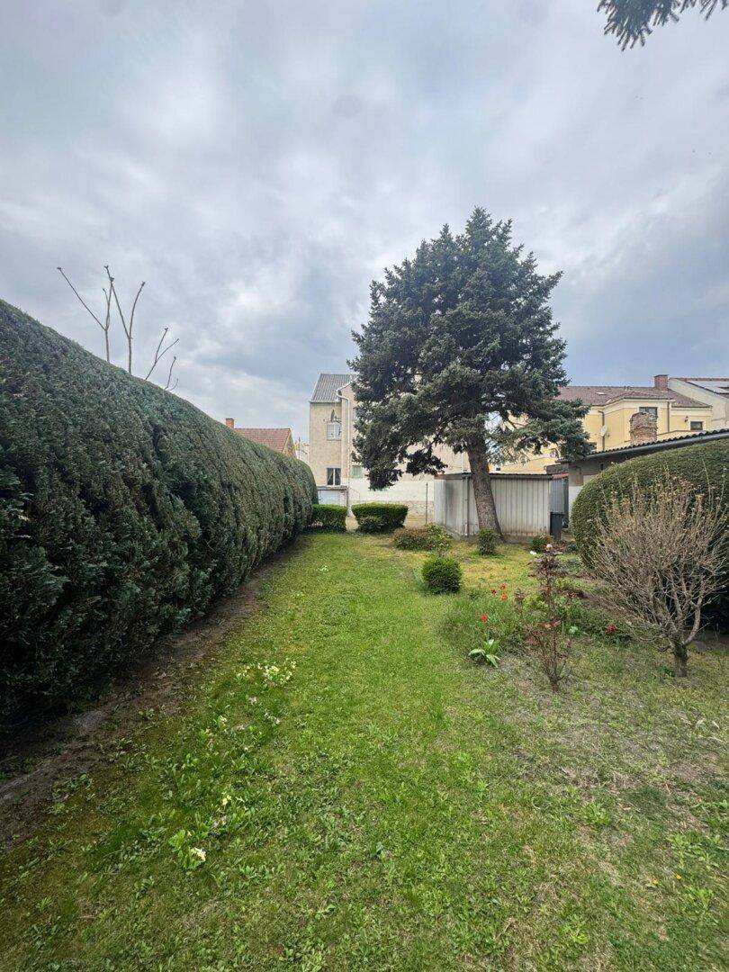 Langer Gartenbereich mit einer hohen Hecke, Rasenfläche und einem imposanten Baum.
