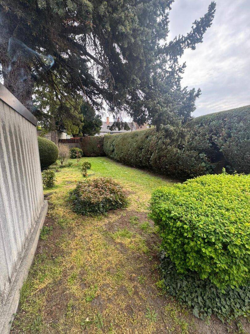 Gartenansicht mit dichten Hecken, verschiedenen Sträuchern und einer Rasenfläche.