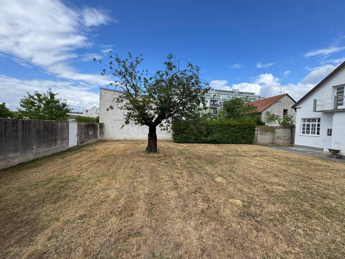 Großer Gartenbereich mit trockenem Rasen und einem einzelnen Baum, umgeben von Mauern.