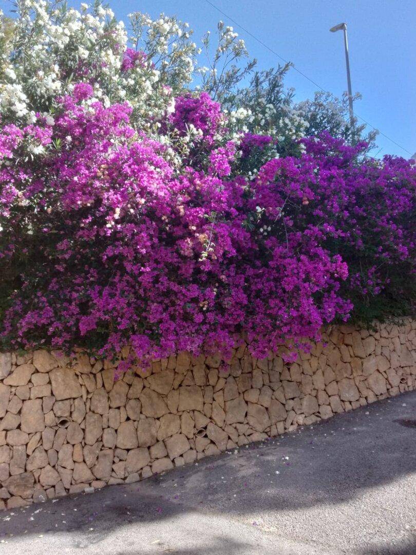 Steinmauer mit üppig blühenden lila Bougainvillea-Sträuchern am Straßenrand.