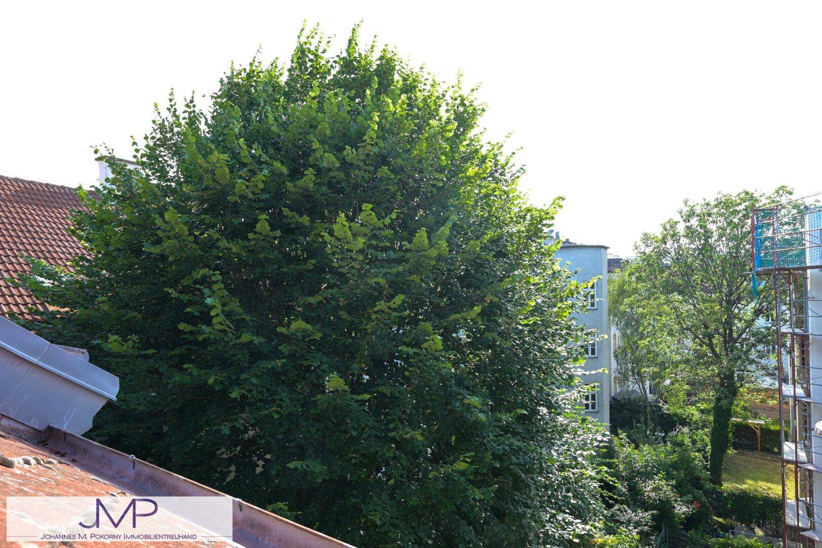 Blick auf einen großen, grünen Baum und den blauen Himmel über den Dächern der Stadt.
