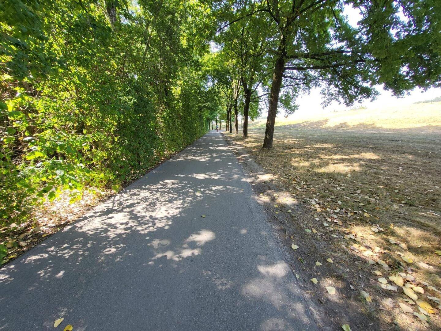 Allee mit schattenspendenden Bäumen entlang eines Weges und trockenem Feld.