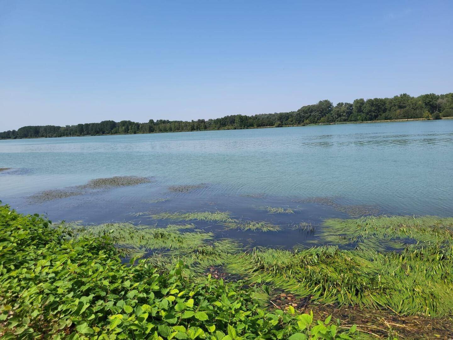 Ruhiger Flusslauf mit üppiger Ufervegetation unter klarem blauem Himmel.
