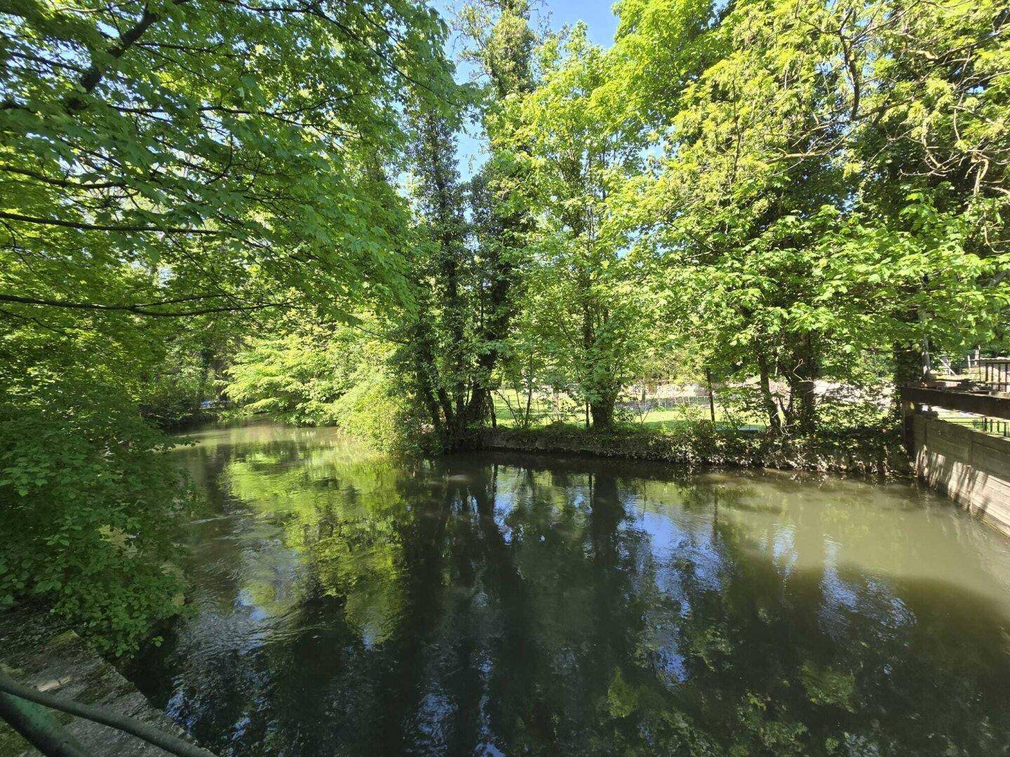 Idyllischer Flusslauf umgeben von dichtem Grün und hohen Bäumen an einem sonnigen Tag.