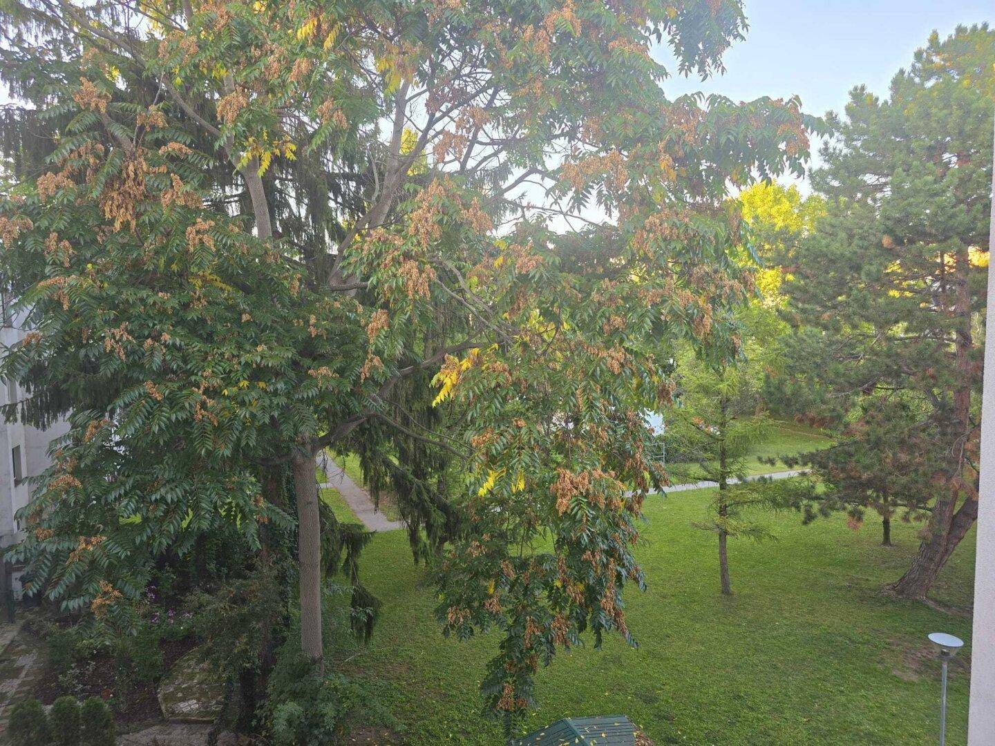 Grüner Park mit hohen Bäumen und Rasenfläche, gesehen von einem Fenster.