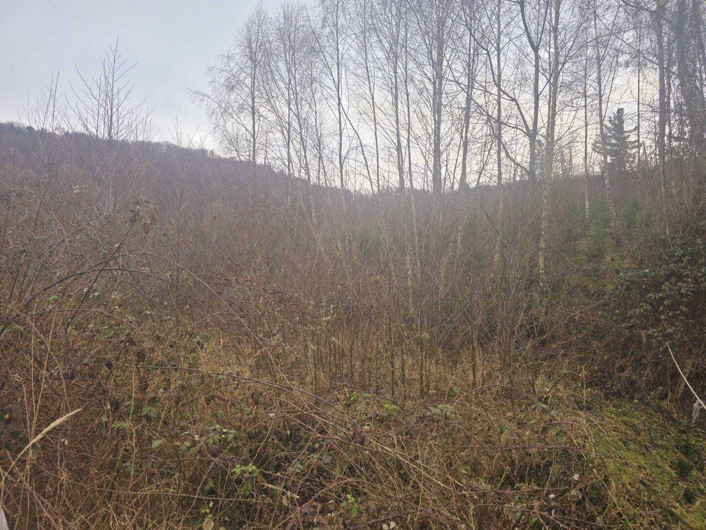 +Baugrundstück in Grünruhelage mit Panoramablick+ Grundstück mit 751m² um Euro199.000+ Nähe Zentrum von Gablitz +NUR 5km von WIEN entfernt – pohled 3