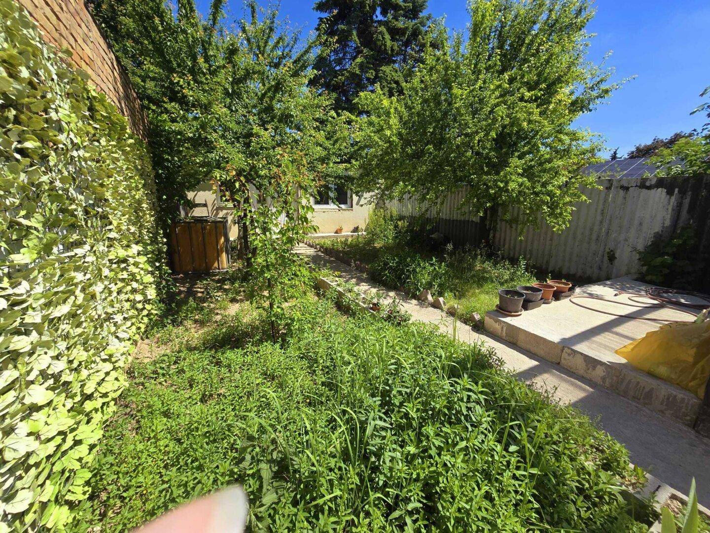 Verwilderter Garten mit üppigem Grün, Bäumen und einer mit Efeu bewachsenen Mauer.