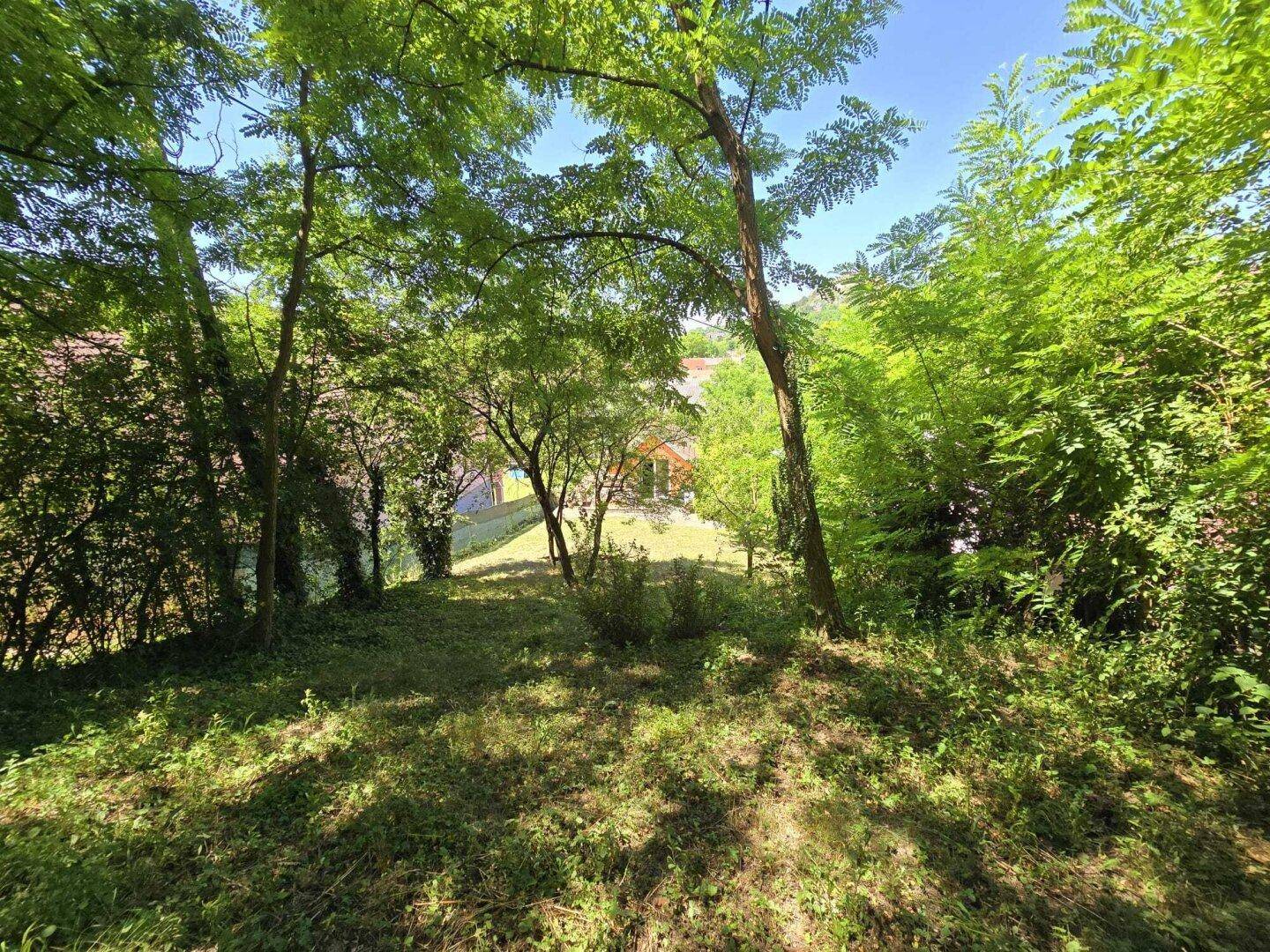 Grünes Grundstück mit altem Baumbestand und Blick auf die umliegende Bebauung.