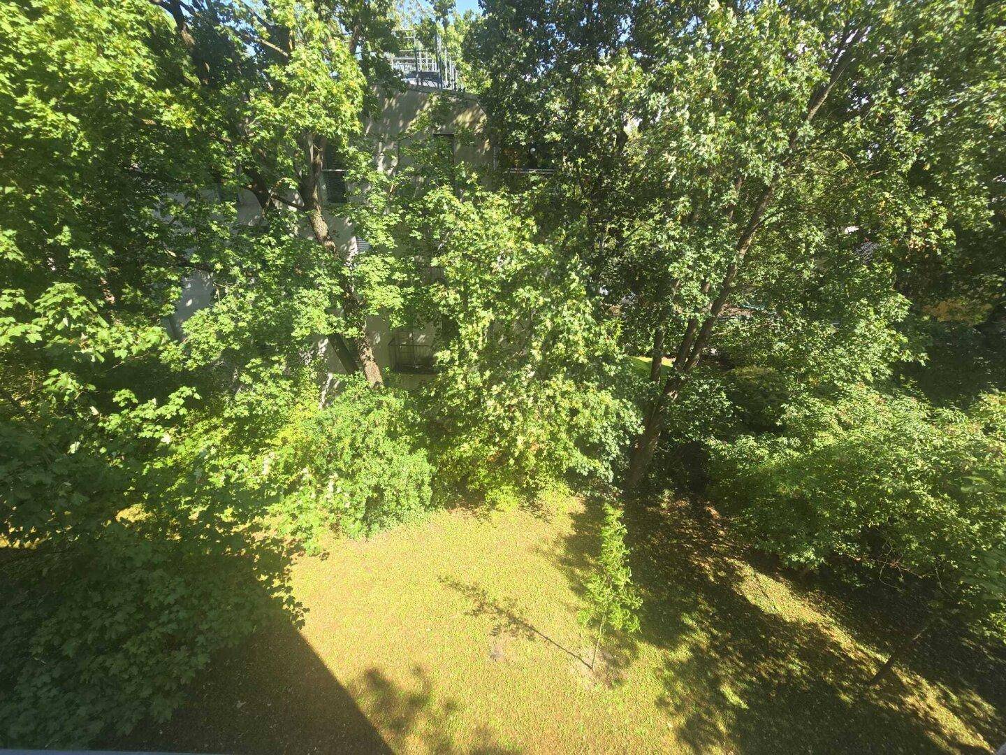 Blick auf einen grünen, baumbestandenen Gartenbereich mit Rasenfläche.
