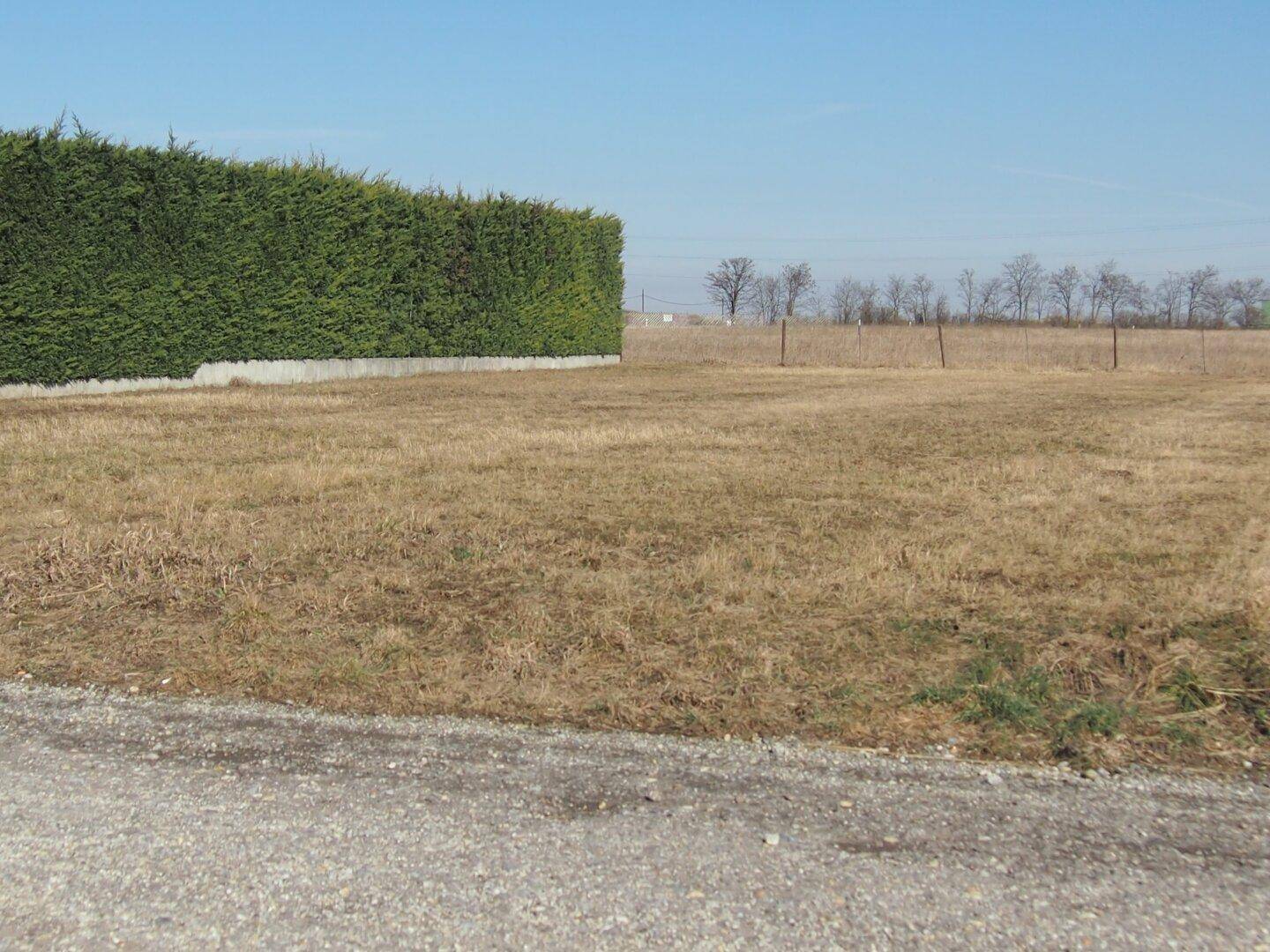 Weitläufiges Feld mit hoher Hecke im Hintergrund unter klarem blauem Himmel.