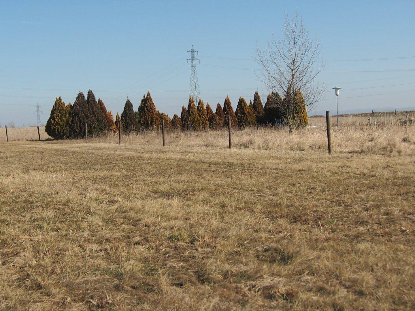 Offenes Feld mit Bäumen und einem Strommast in der Ferne unter strahlend blauem Himmel.