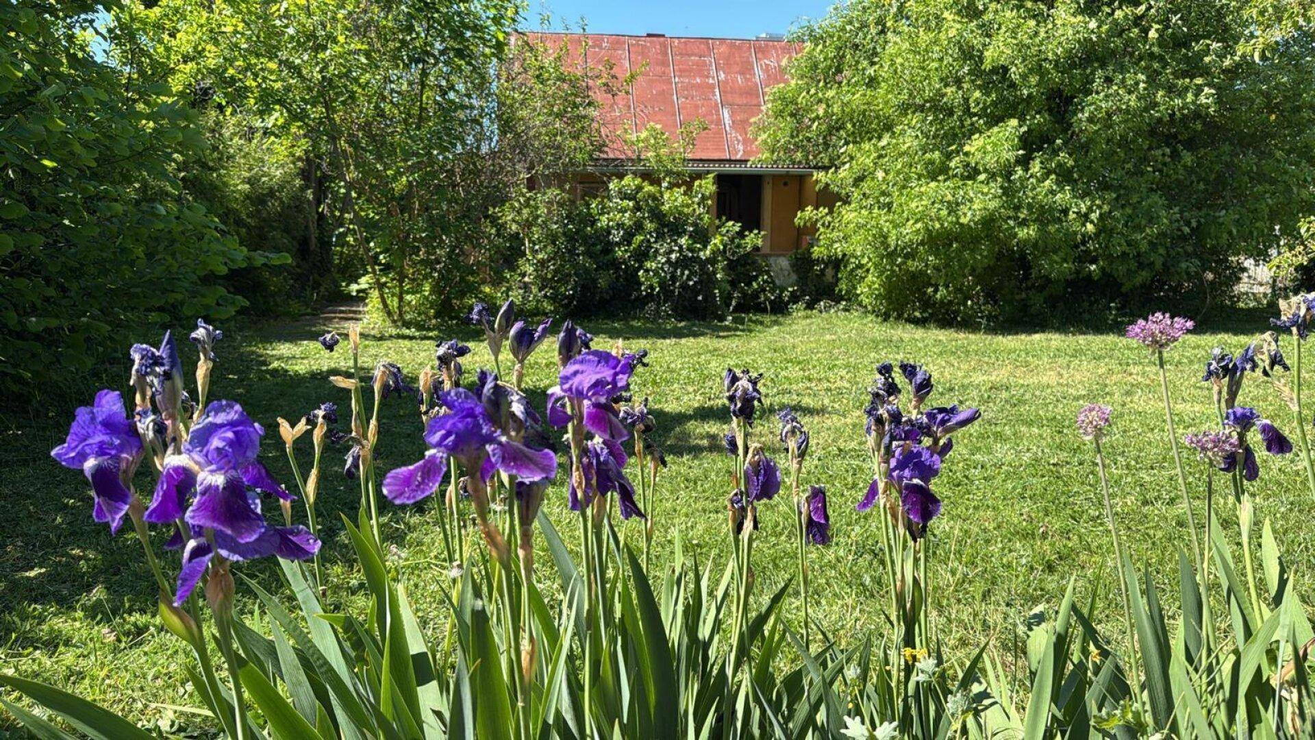 Lebendige lila Schwertlilien im Vordergrund eines sonnigen Gartens mit Rasen und dem Haus im Hintergrund.