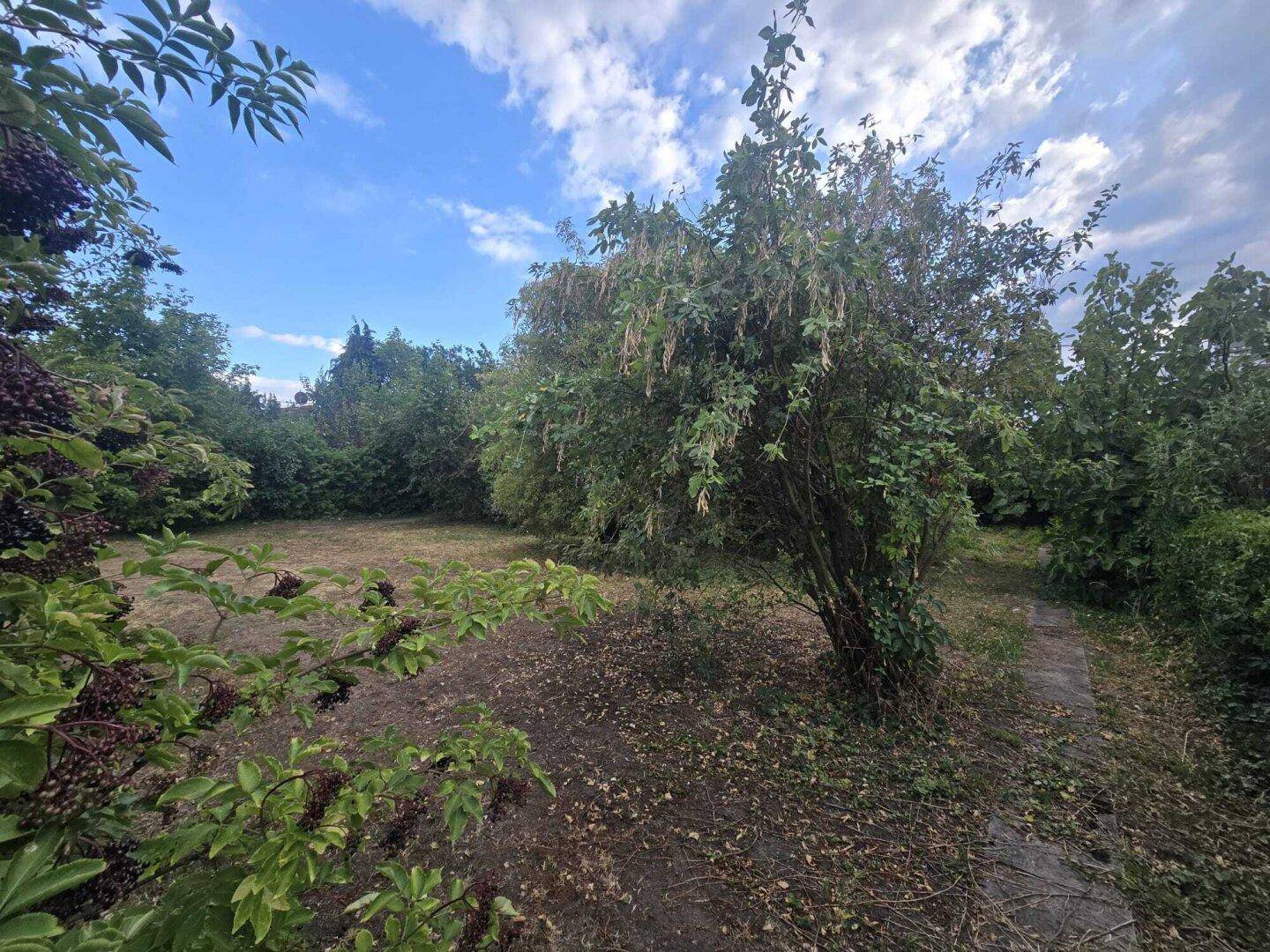 Offener Gartenbereich mit trockenem Boden, umgeben von Bäumen und Sträuchern unter blauem Himmel.