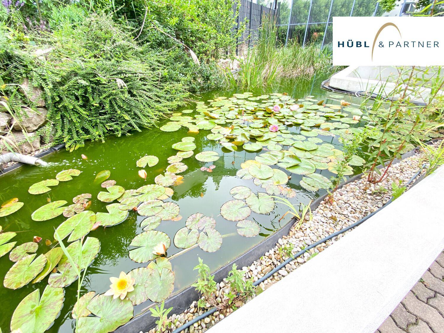 Idyllischer Gartenteich mit Seerosen und üppiger grüner Bepflanzung im Außenbereich.