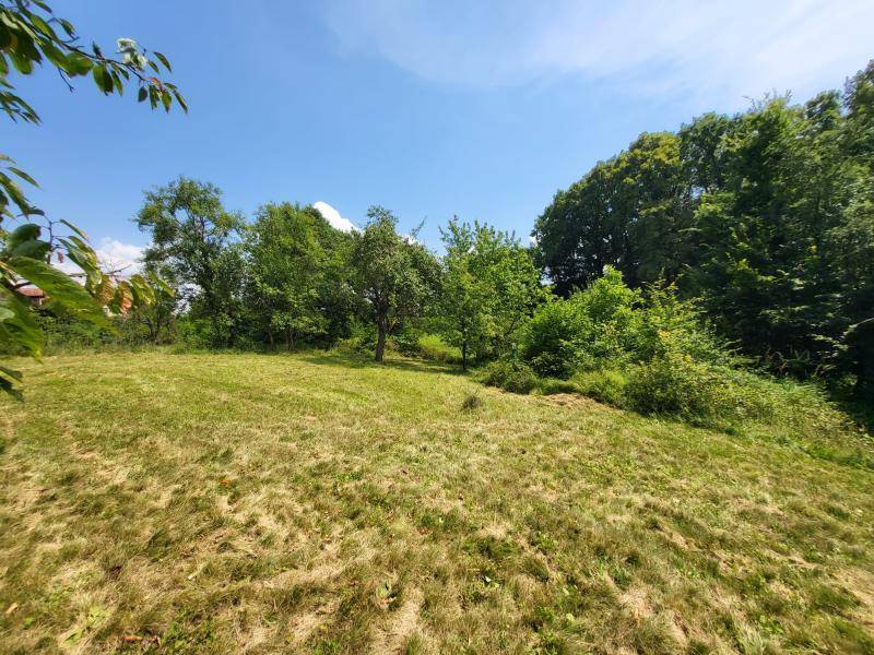 Sonnige Wiese mit Obstbäumen und üppigem Grün, ideal für Erholung in der Natur.