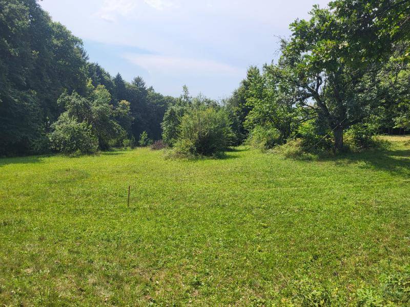 Offene grüne Fläche umgeben von dichtem Wald und einzelnen Bäumen unter einem weiten Himmel.
