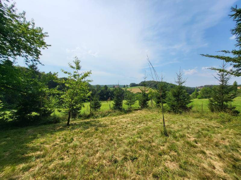 Grüne Landschaft mit jungen Bäumen und weitem Blick über die hügelige Umgebung unter blauem Himmel.