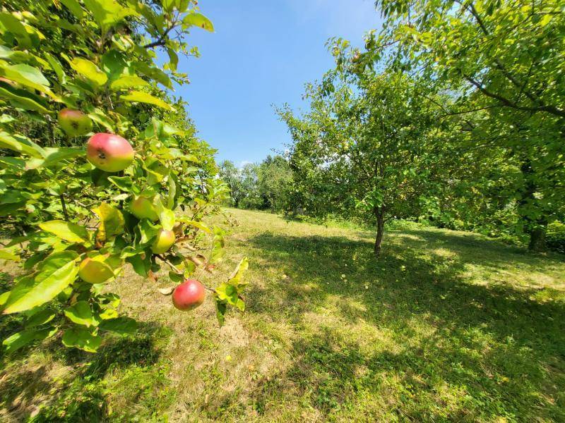Sonnige Obstbaumwiese mit reifen Äpfeln an den Bäumen und weitem Blick in die Natur.