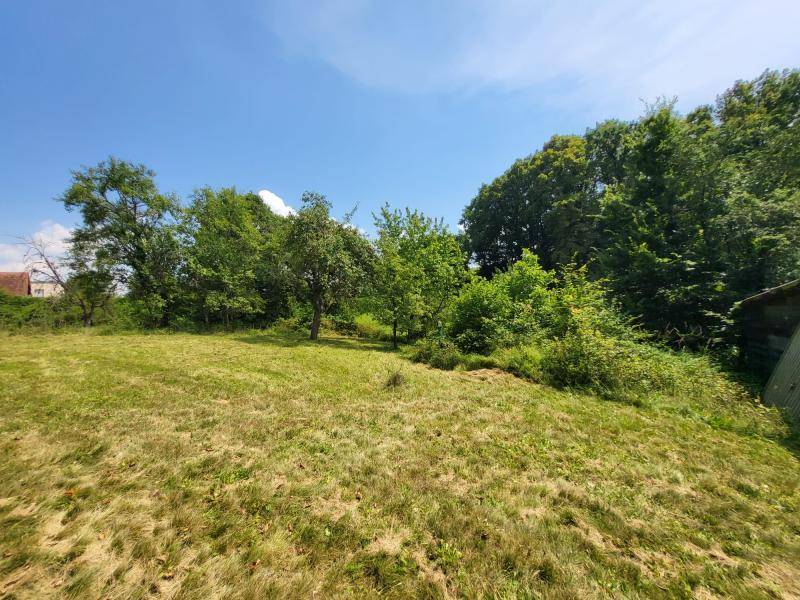 Grüne Wiese mit Obstbäumen und einem kleinen Schuppen am Horizont unter blauem Himmel.
