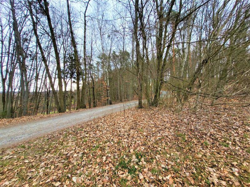 Unbefestigter Weg durch einen Waldabschnitt mit vielen kahlen Bäumen und Laub auf dem Boden.